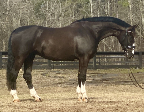 HorseID: 2292163 Nicolette's Dream J&S - PhotoID: 1070846