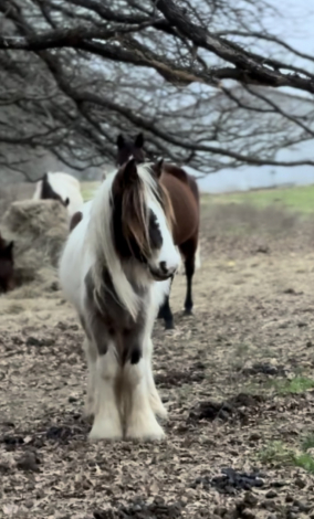 HorseID: 2292253 DC Tinkerbells Peter Pan - PhotoID: 1070956