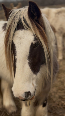 HorseID: 2292253 DC Tinkerbells Peter Pan - PhotoID: 1070957