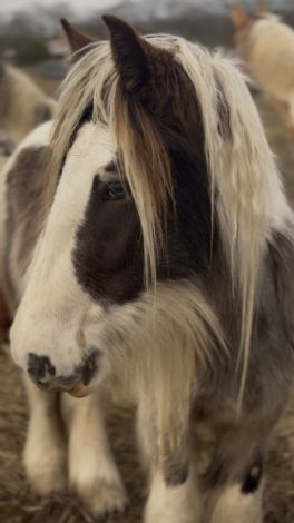 HorseID: 2292253 DC Tinkerbells Peter Pan - PhotoID: 1070958