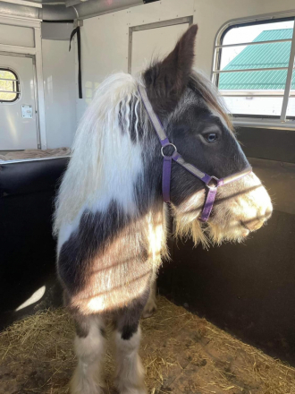 HorseID: 2292253 DC Tinkerbells Peter Pan - PhotoID: 1070959