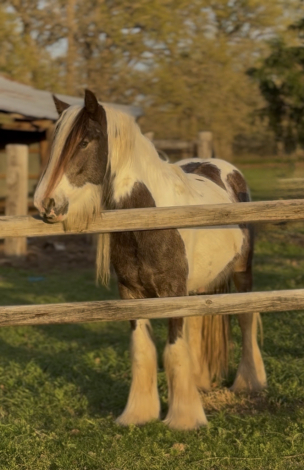 HorseID: 2292253 DC Tinkerbells Peter Pan - PhotoID: 1070956