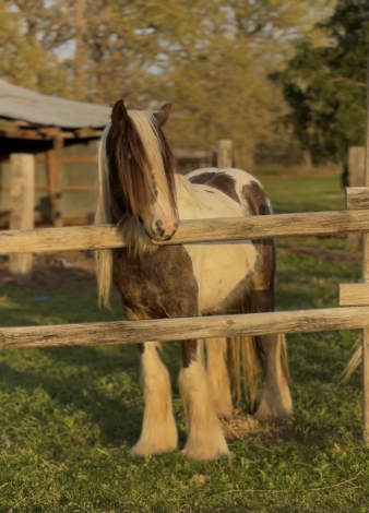 HorseID: 2292253 DC Tinkerbells Peter Pan - PhotoID: 1070957