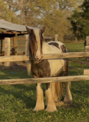 HorseID: 2292253 DC Tinkerbells Peter Pan - PhotoID: 1070958