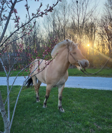 HorseID: 2292670 Dream Catcher's Drommer - PhotoID: 1071435