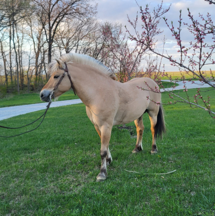 HorseID: 2292670 Dream Catcher's Drommer - PhotoID: 1071436