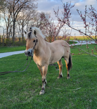 HorseID: 2292670 Dream Catcher's Drommer - PhotoID: 1071437