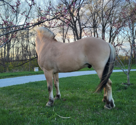 HorseID: 2292670 Dream Catcher's Drommer - PhotoID: 1071438