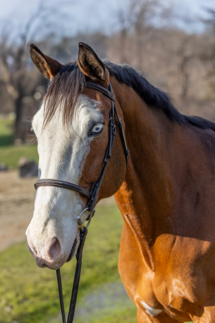 HorseID: 2292786 My Way - PhotoID: 1071918