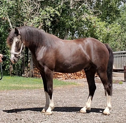 HorseID: 2293065 Two Willows Heart Throb - PhotoID: 1071951