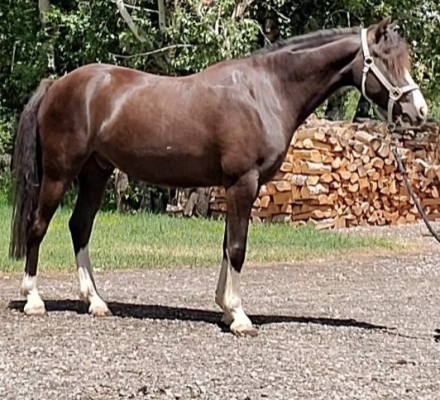 HorseID: 2293065 Two Willows Heart Throb - PhotoID: 1071952