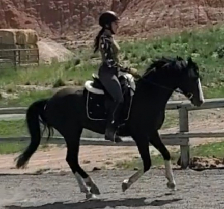 HorseID: 2293065 Two Willows Heart Throb - PhotoID: 1071953