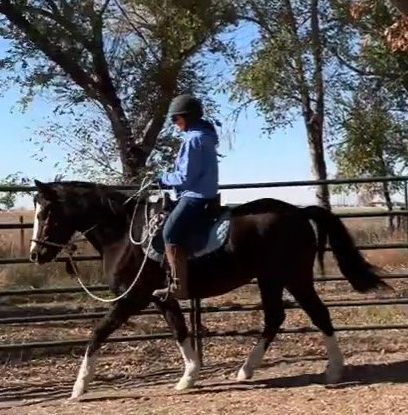 HorseID: 2293065 Two Willows Heart Throb - PhotoID: 1071954