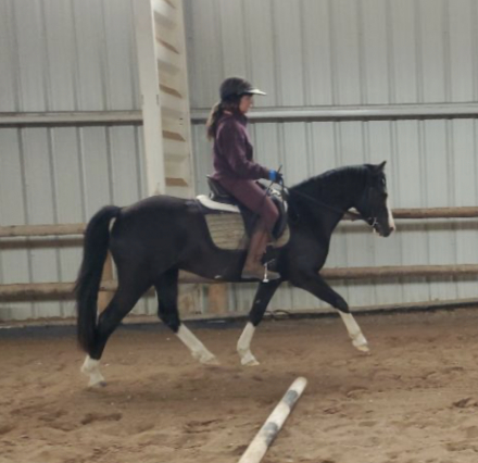 HorseID: 2293065 Two Willows Heart Throb - PhotoID: 1072018