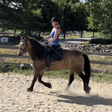 HorseID: 2293200 TMR Rubi - PhotoID: 1072132