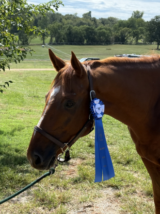 HorseID: 2293491 CCs Dreamboat - PhotoID: 1097195