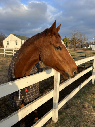 HorseID: 2293491 CCs Dreamboat - PhotoID: 1097196