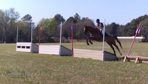 HorseID: 2293491 CCs Dreamboat - PhotoID: 1097197