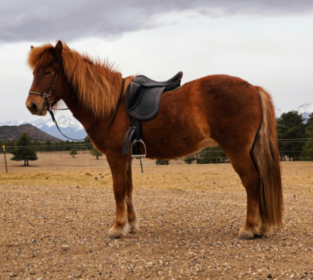 HorseID: 2293548 Efla fra Leirubakki IS2015286705 - PhotoID: 1072607