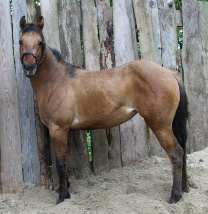 HorseID: 2294254 Im Perfect Chocolate - PhotoID: 1097166