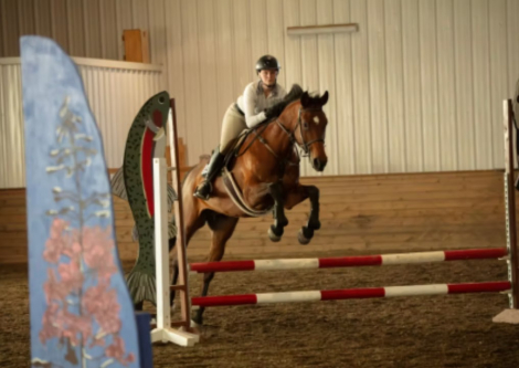 HorseID: 2294710 Trillium - PhotoID: 1097062