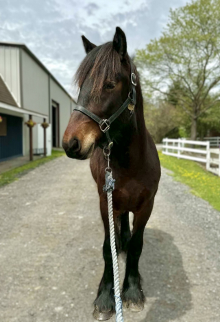 HorseID: 2295090 Exceptional Opportunity Registered Dales Pony - PhotoID: 1092123