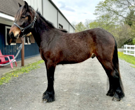 HorseID: 2295090 Exceptional Opportunity Registered Dales Pony - PhotoID: 1092124