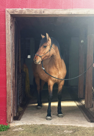 HorseID: 2296125 2025 Bay Dun Moriesian Colt - PhotoID: 1096222