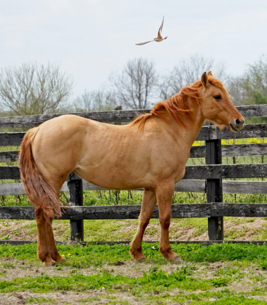 HorseID: 2297241 Cerulean Sunshine - PhotoID: 1077712
