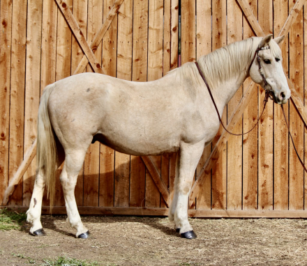 HorseID: 2297463 CHEESECAKE - PhotoID: 1096223