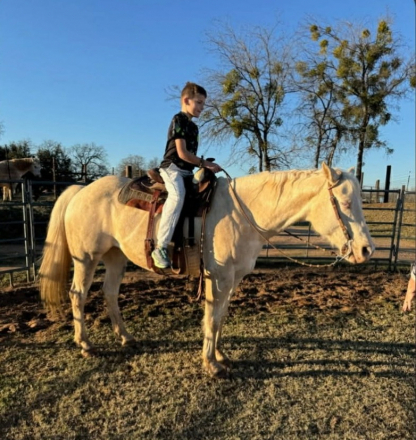 HorseID: 2297463 TRACY - PhotoID: 1096226