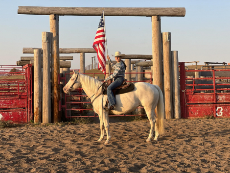 HorseID: 2297463 TRACY - PhotoID: 1096223