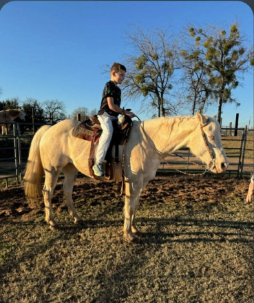 HorseID: 2297463 TRACY - PhotoID: 1096225