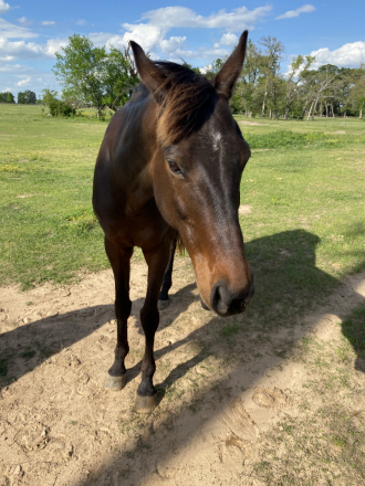 HorseID: 2297698 Singing Soul - PhotoID: 1096285