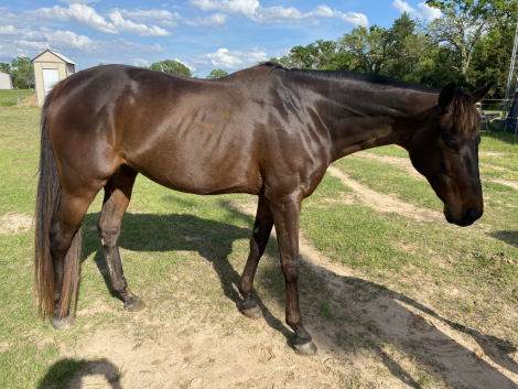 HorseID: 2297698 Singing Soul - PhotoID: 1096286