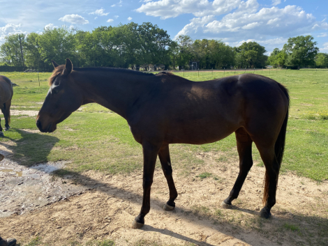 HorseID: 2297698 Singing Soul - PhotoID: 1096287