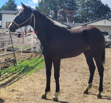 HorseID: 2297722 Wrinkle in Time - PhotoID: 1092193