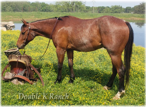 HorseID: 2297833 Valor - PhotoID: 1095979