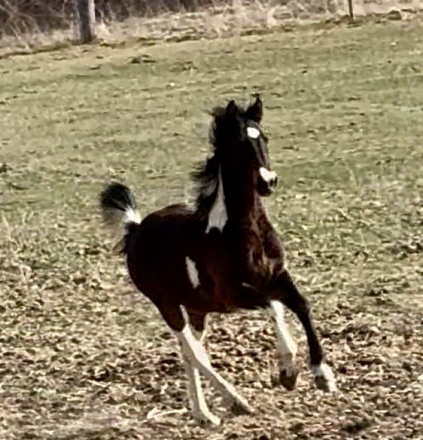 HorseID: 2298165 BPS Filly - PhotoID: 1096748