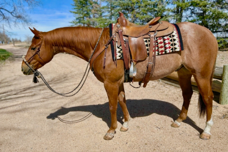 HorseID: 2298189 Spanish Rein - PhotoID: 1096308