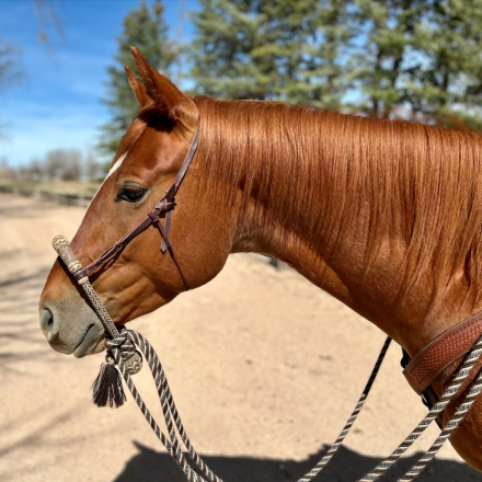 HorseID: 2298189 Spanish Rein - PhotoID: 1096309