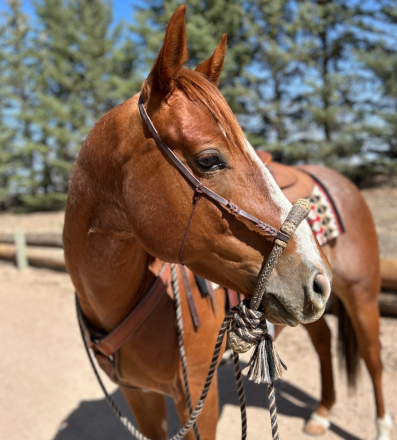 HorseID: 2298189 Spanish Rein - PhotoID: 1096310