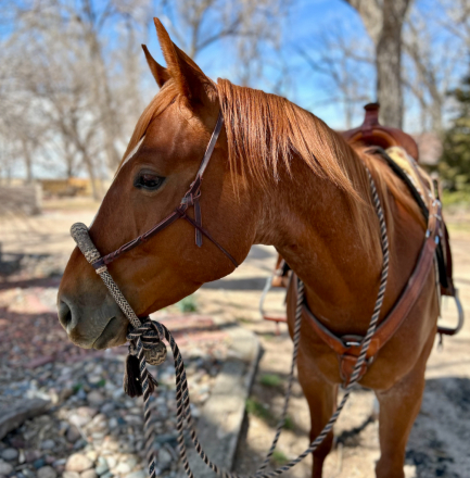 HorseID: 2298189 Spanish Rein - PhotoID: 1096311