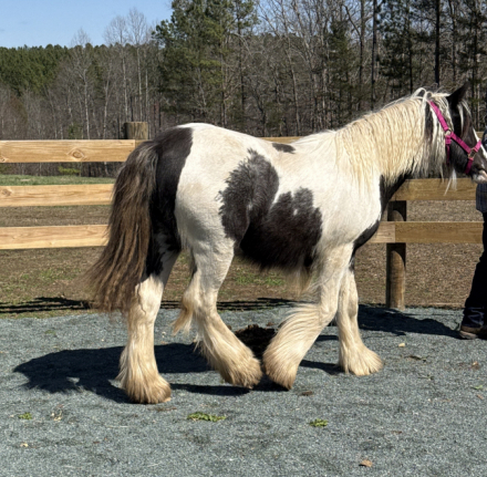 HorseID: 2298364 Chandy’s Faith - PhotoID: 1079096