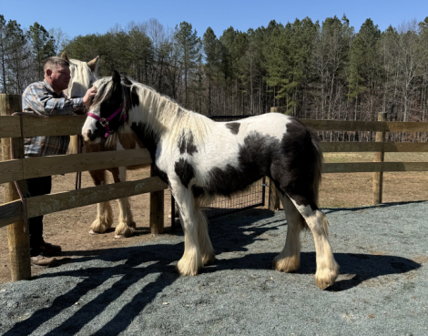 HorseID: 2298364 Chandy’s Faith - PhotoID: 1081581