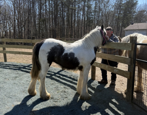 HorseID: 2298364 Chandy’s Faith - PhotoID: 1081582