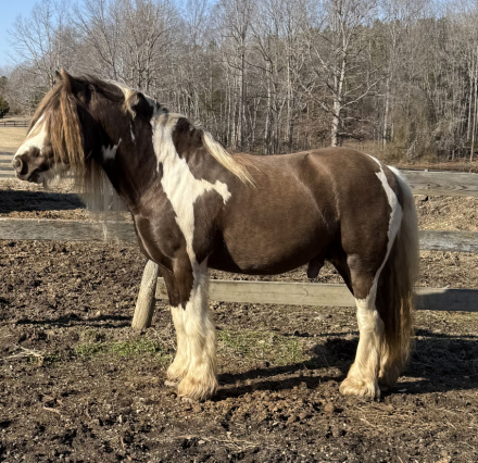 HorseID: 2298364 Chandy’s Faith - PhotoID: 1081583