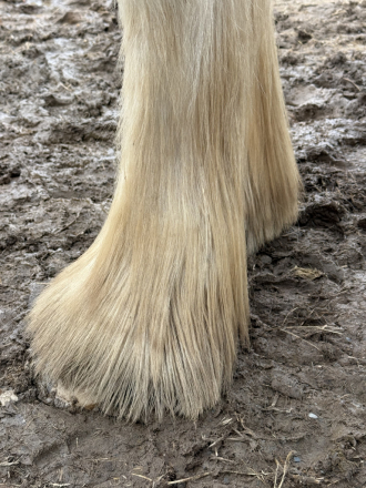 HorseID: 2298364 Chandy’s Faith - PhotoID: 1095977