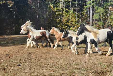 HorseID: 2298364 Chandy’s Faith - PhotoID: 1095978