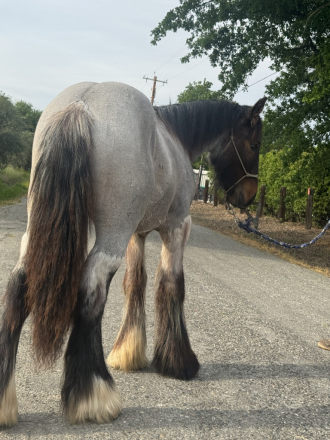 HorseID: 2298411 Finnegan - PhotoID: 1096221